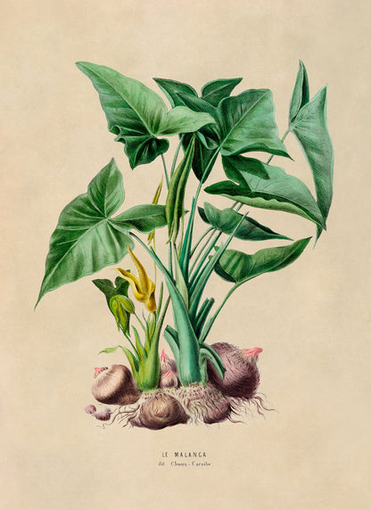 Green Arrow Arum Plant Botanical Illustration Print, FDA23