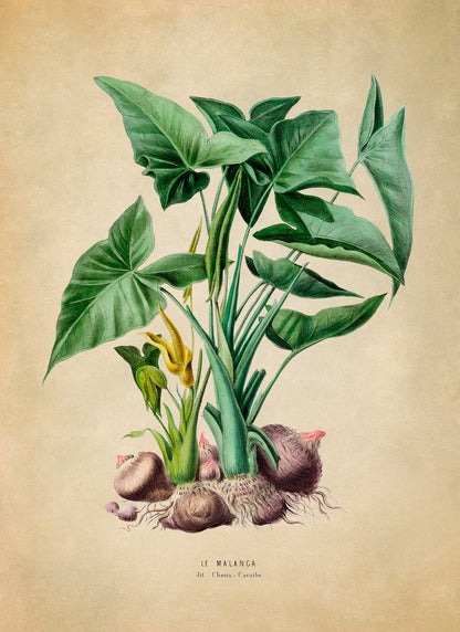 green arrow arum house plant Green Arrow Arum Print