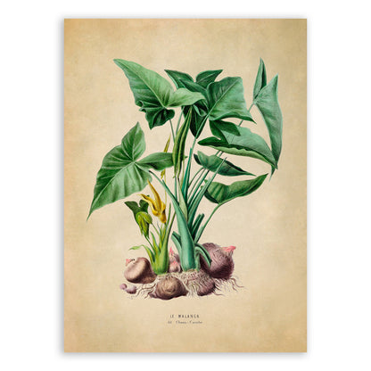 Green Arrow Arum Plant Botanical Illustration Print, FDA23