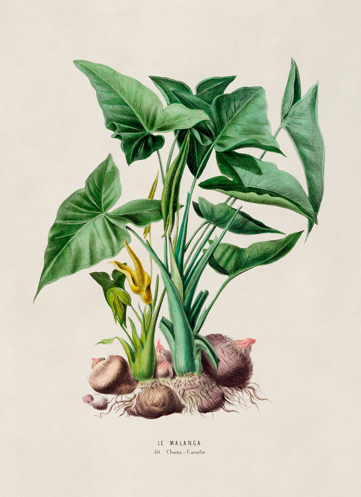 Green Arrow Arum Plant Botanical Illustration Print, FDA23