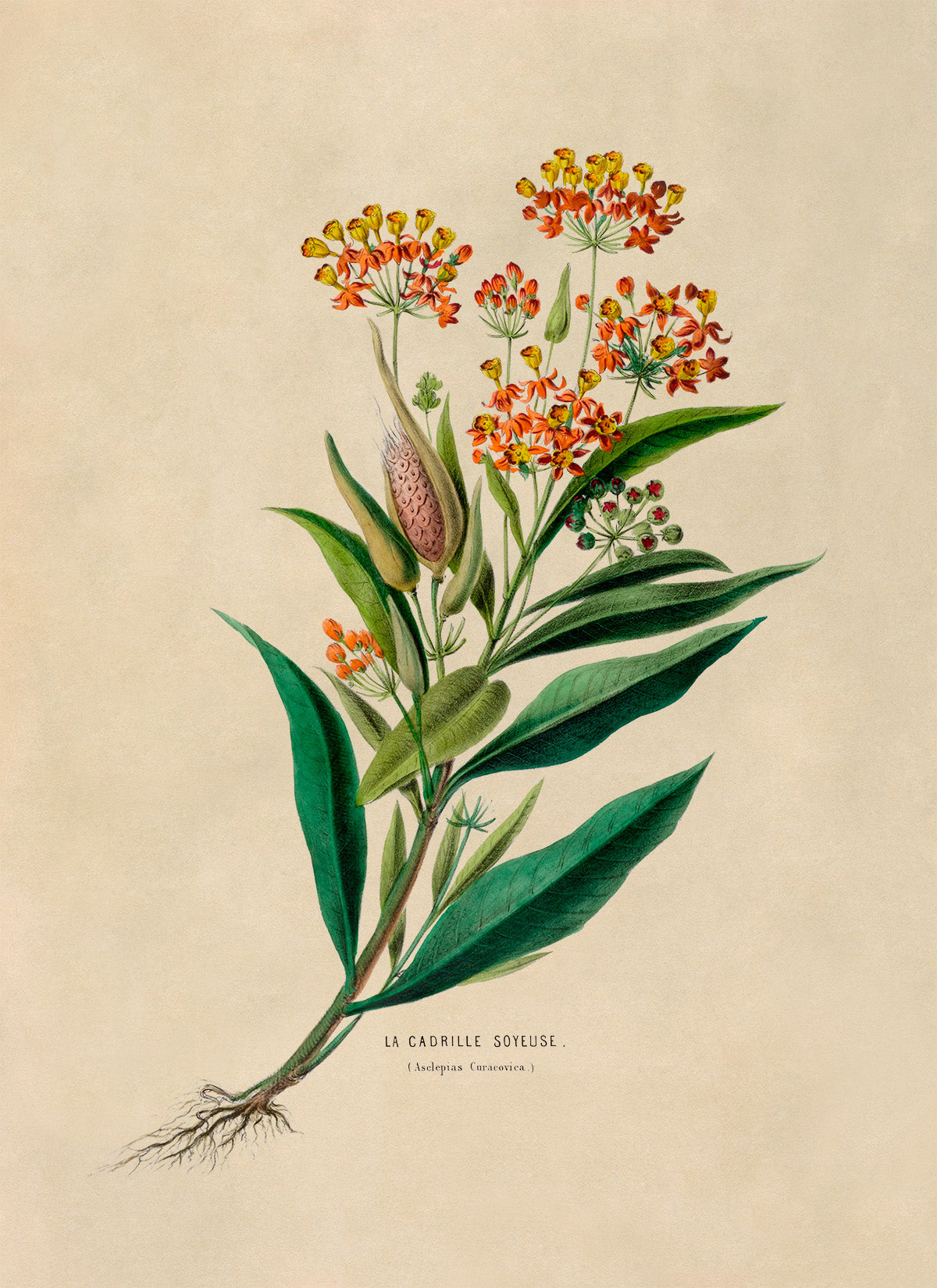 Tropical Milkweed Plant Botanical Illustration Print, FDA24