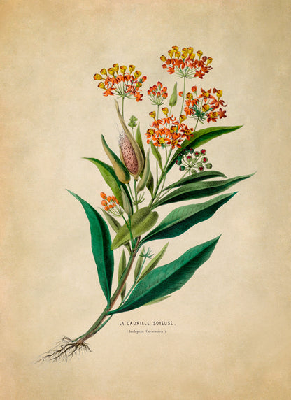 Tropical Milkweed Plant Botanical Illustration Print, FDA24