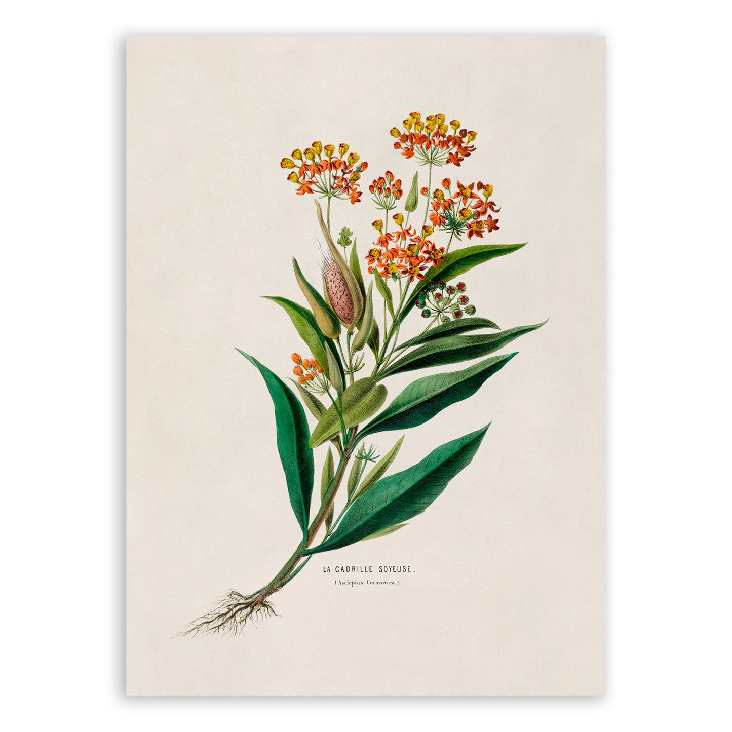 Tropical Milkweed Plant Botanical Illustration Print, FDA24