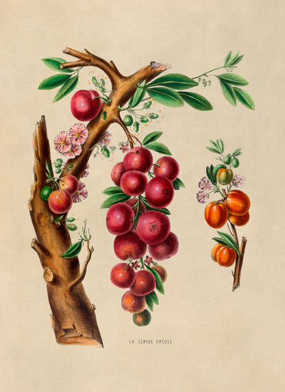 Cherry Tree Botanical Illustration Print, FDA25