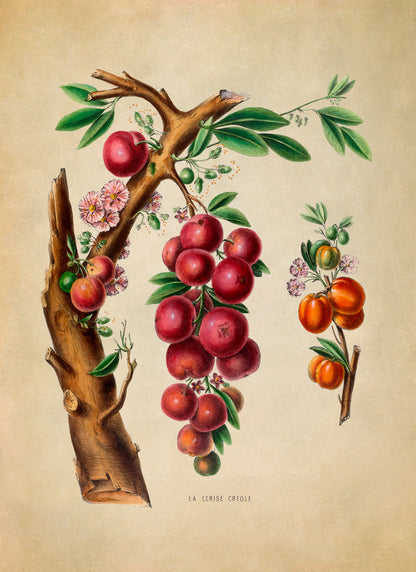 Cherry Tree Botanical Illustration Print, FDA25