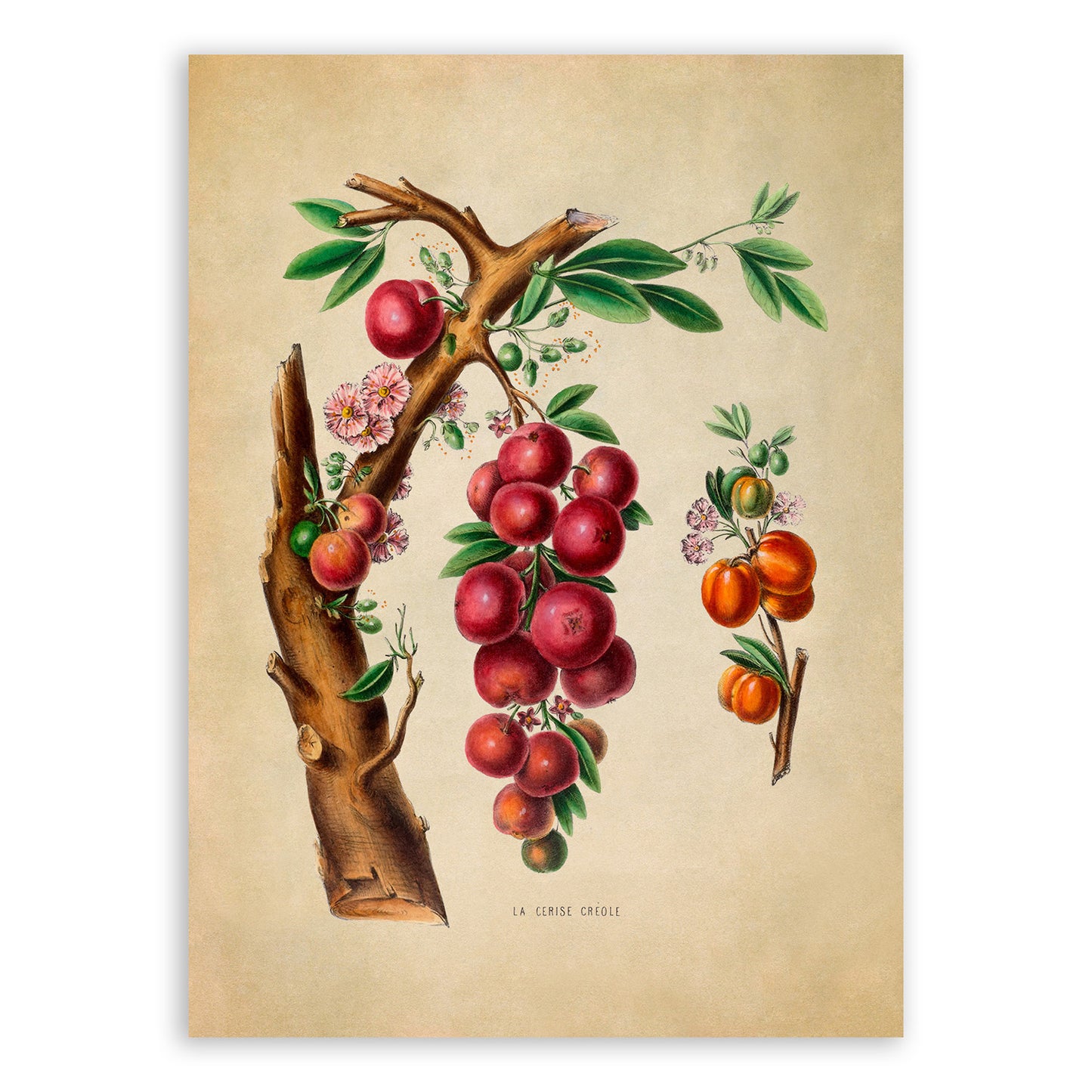 Cherry Tree Botanical Illustration Print, FDA25