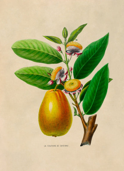 Cayenne Guava Tree and Fruit Botanical Illustration Print, FDA26