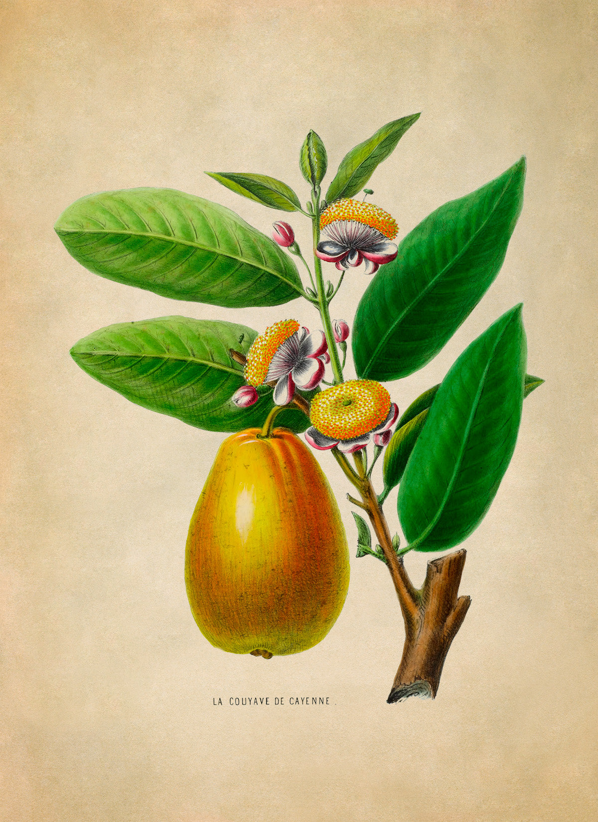 Cayenne Guava Tree and Fruit Botanical Illustration Print, FDA26