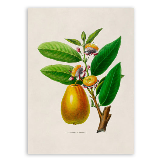 Cayenne Guava Tree and Fruit Botanical Illustration Print, FDA26