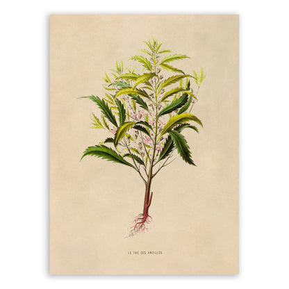 Tropical Plant Botanical Illustration Print, FDA27