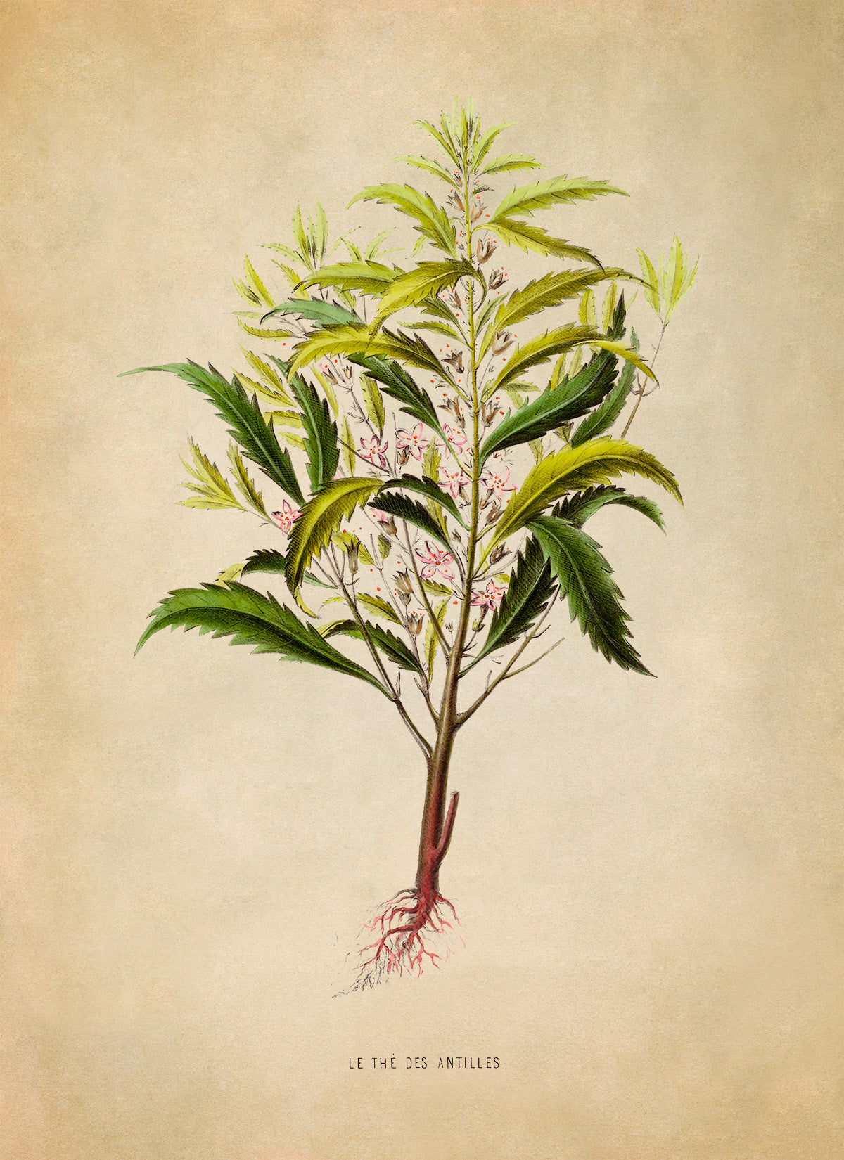 Tropical Plant Botanical Illustration Print, FDA27