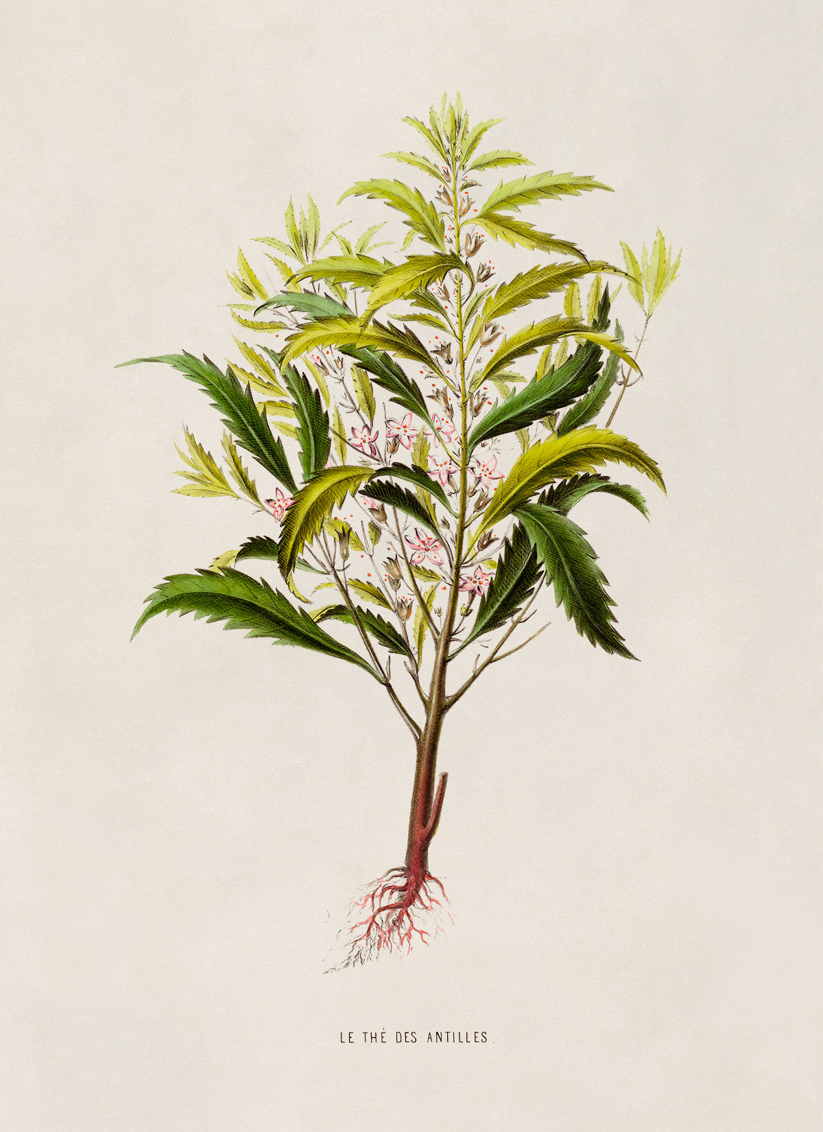 Tropical Plant Botanical Illustration Print, FDA27