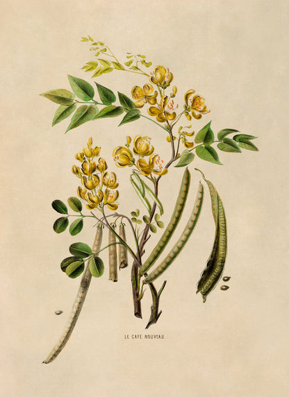 Styptic Senna Plant Botanical Illustration Print, FDA28