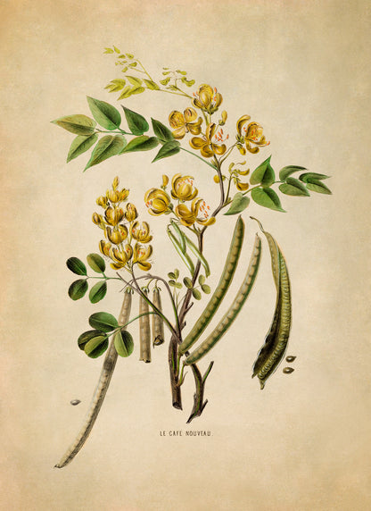 Styptic Senna Plant Botanical Illustration Print, FDA28