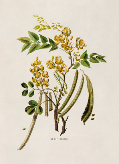 Styptic Senna Plant Botanical Illustration Print, FDA28