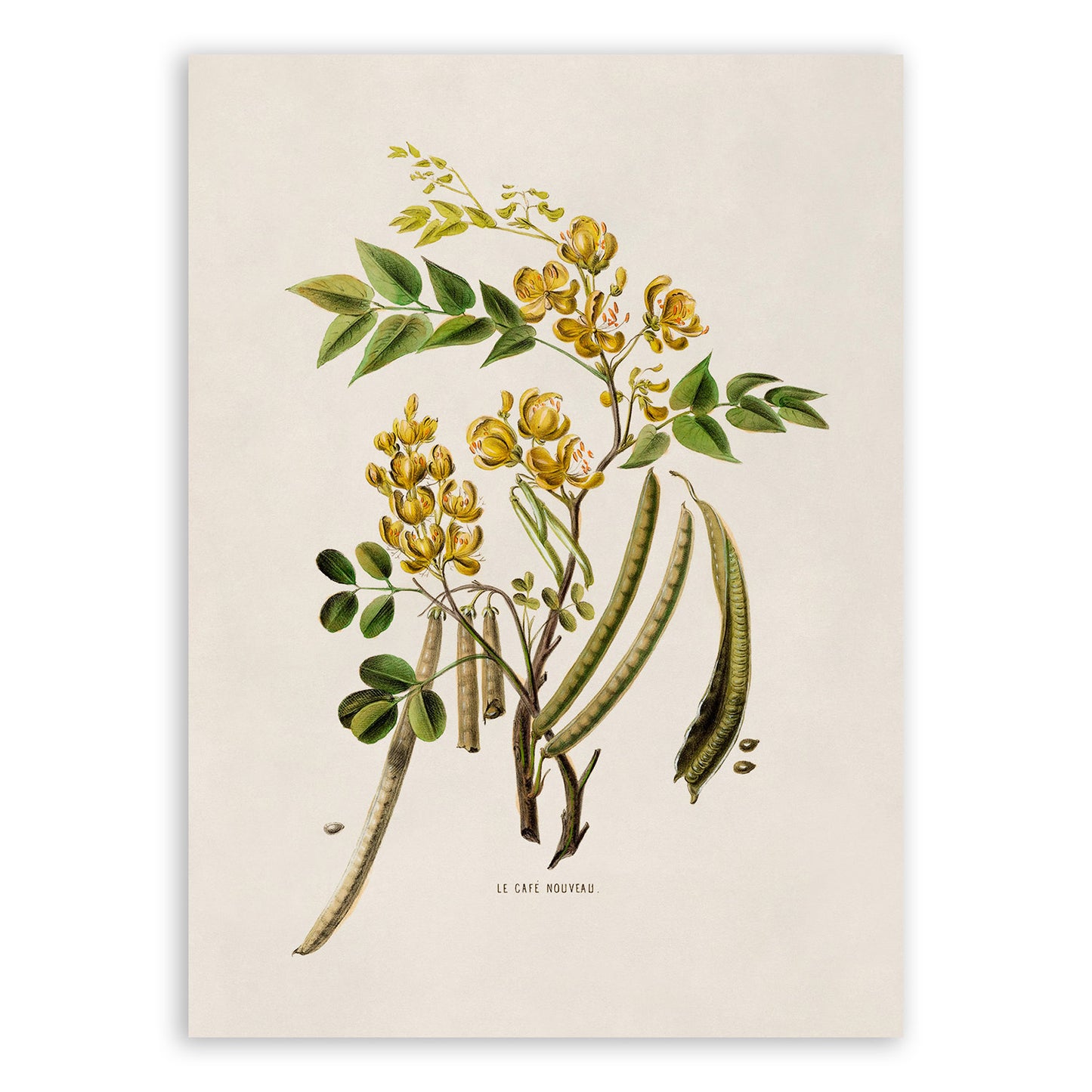 Styptic Senna Plant Botanical Illustration Print, FDA28