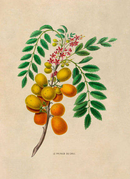 Jocote Hog Plum Fruit Plant Botanical Illustration Print, FDA29