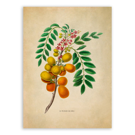 Jocote Hog Plum Fruit Plant Botanical Illustration Print, FDA29