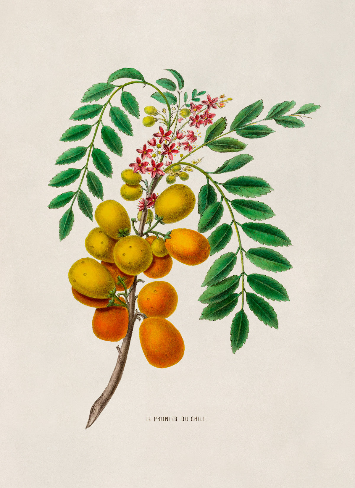 Jocote Hog Plum Fruit Plant Botanical Illustration Print, FDA29