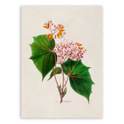 Hardy Begonia Plant Botanical Illustration Print, FDA30