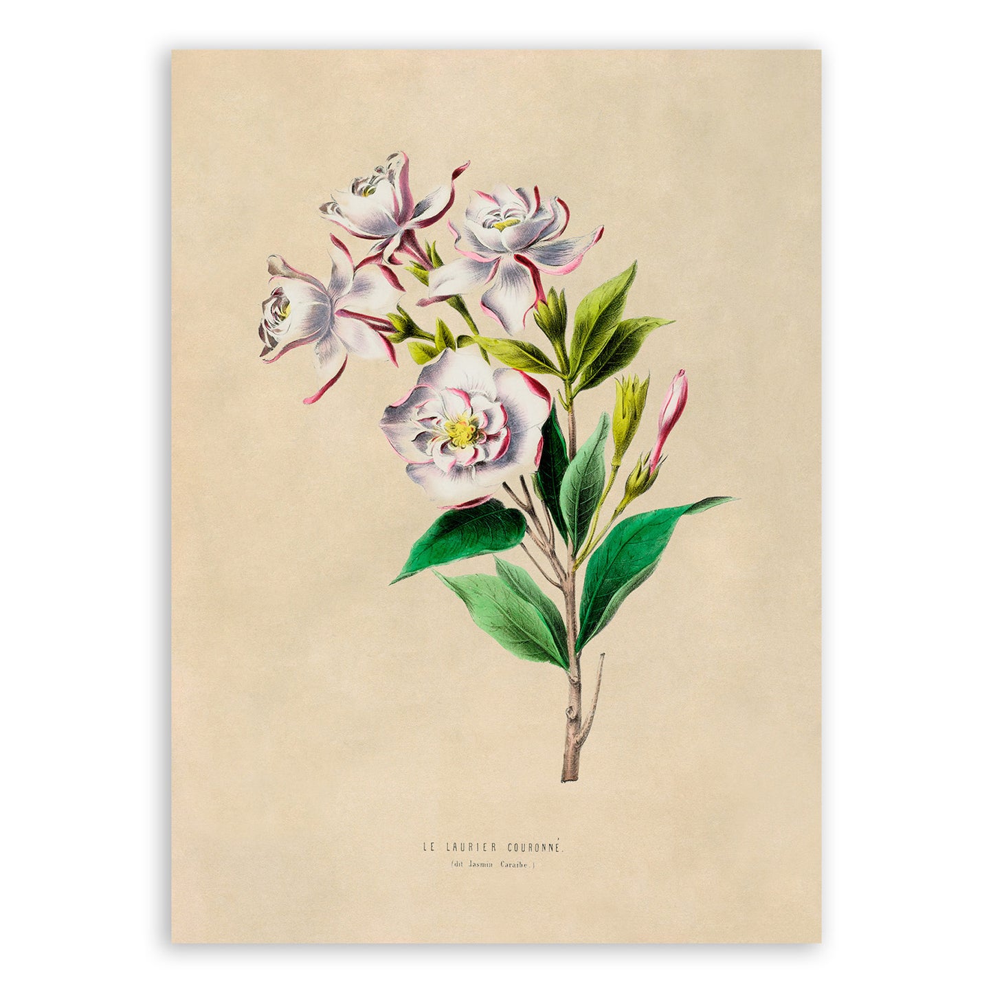 Gardenia Flower Botanical Illustration Print, FDA31