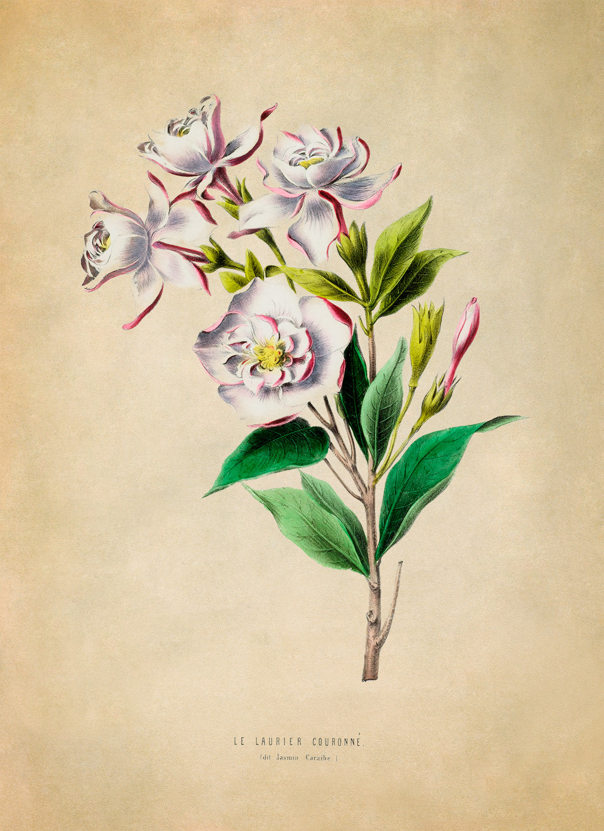 Gardenia Flower Botanical Illustration Print, FDA31