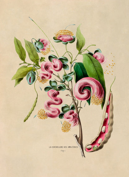 Exotic Pink Flower Botanical Illustration Print, FDA32