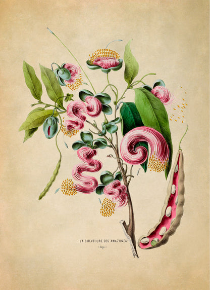 Exotic Pink Flower Botanical Illustration Print, FDA32