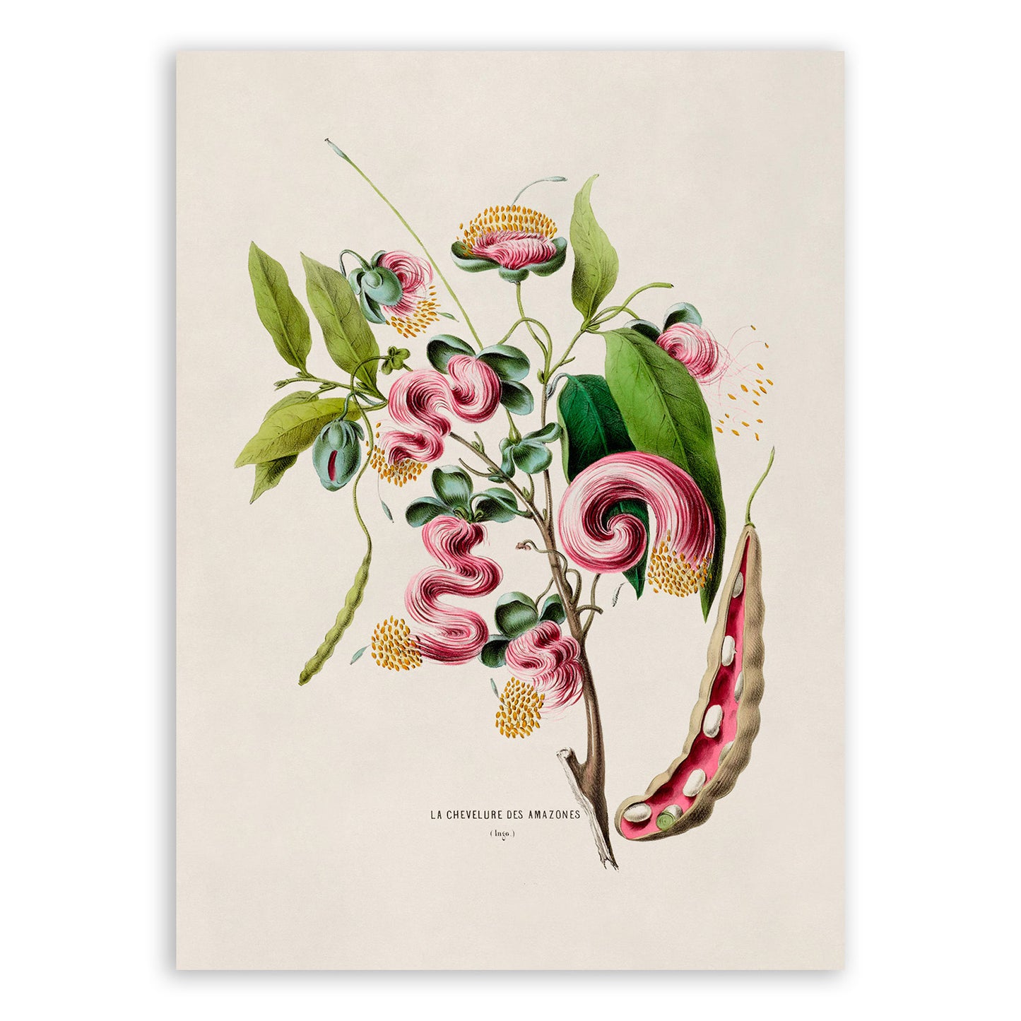 Exotic Pink Flower Botanical Illustration Print, FDA32