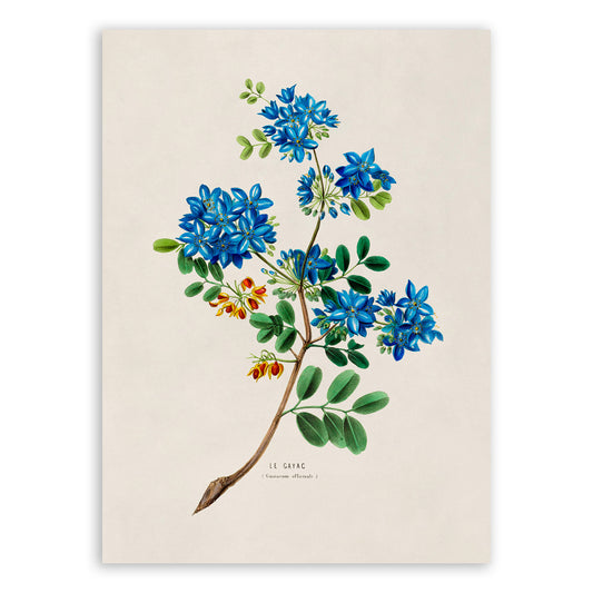 Holywood Guaiacum Flower Botanical Illustration Print, FDA33