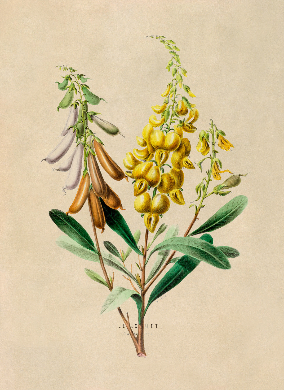 Crotalaria Rattlebox Plant Botanical Illustration Print, FDA35