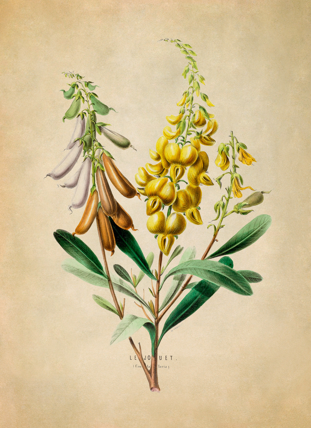 Crotalaria Rattlebox Plant Botanical Illustration Print, FDA35