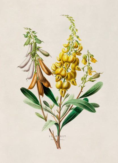 Crotalaria Rattlebox Plant Botanical Illustration Print, FDA35