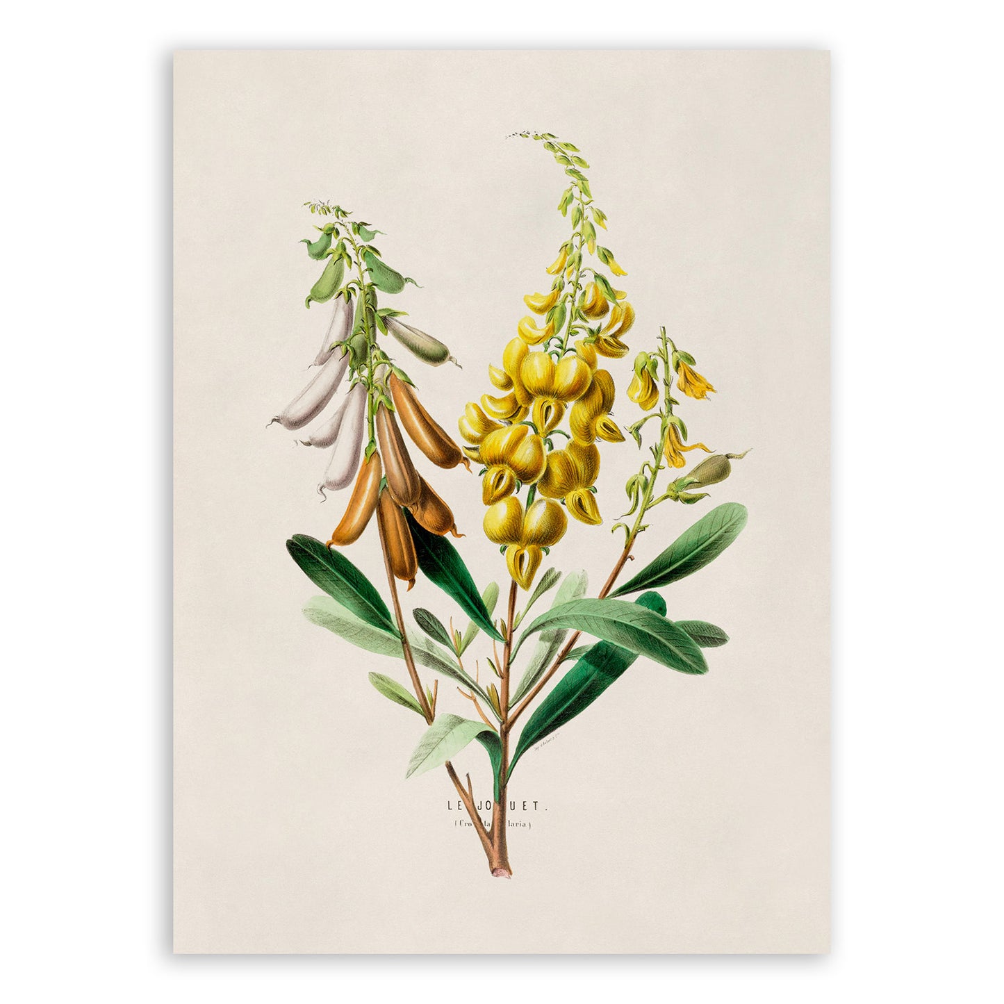 Crotalaria Rattlebox Plant Botanical Illustration Print, FDA35