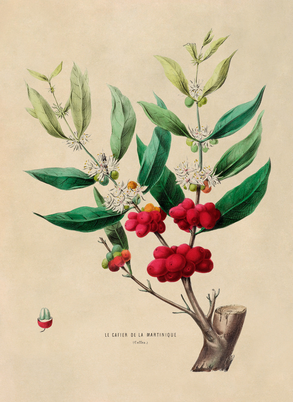 Coffee Plant Botanical Illustration Print, FDA36