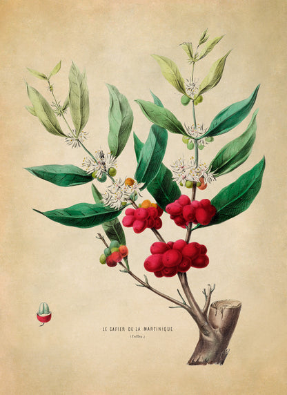 Coffee Plant Botanical Illustration Print, FDA36