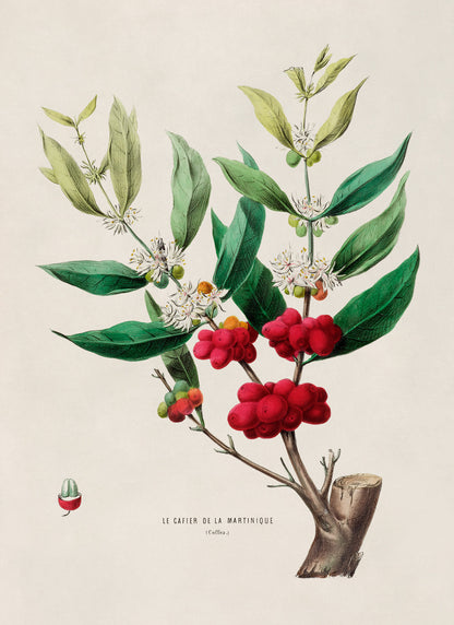 Coffee Plant Botanical Illustration Print, FDA36