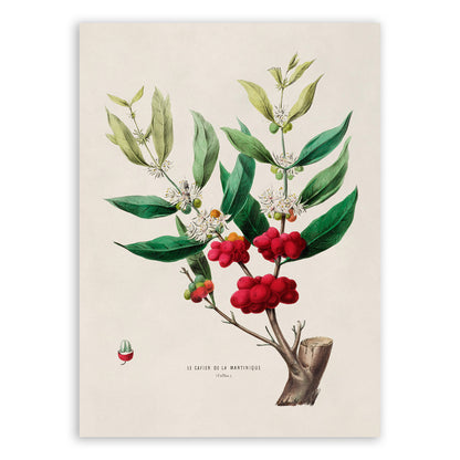 Coffee Plant Botanical Illustration Print, FDA36