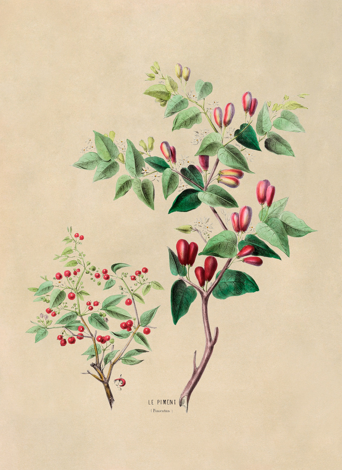 Pimento Pepper Plant Botanical Illustration Print, FDA37