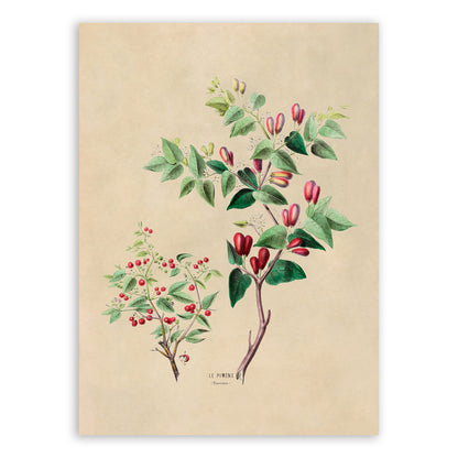 Pimento Pepper Plant Botanical Illustration Print, FDA37