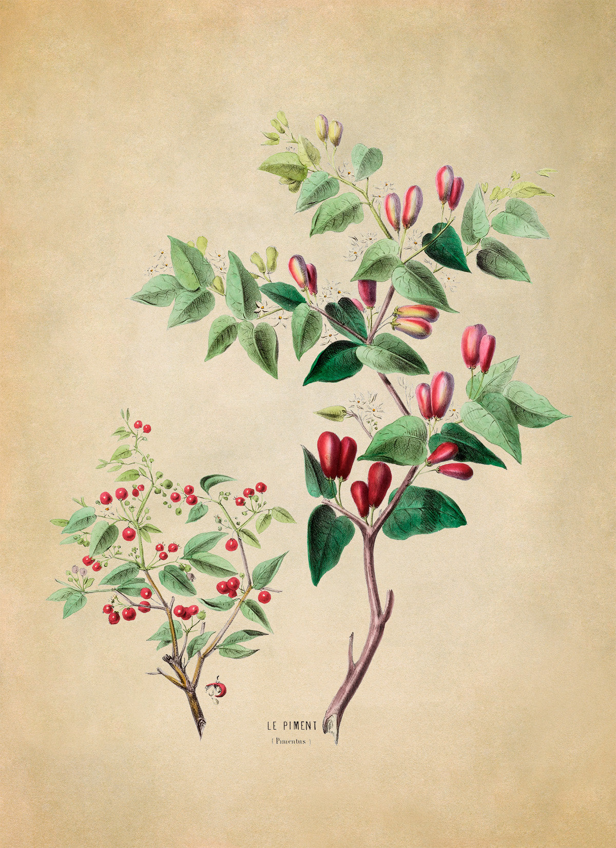 Pimento Pepper Plant Botanical Illustration Print, FDA37