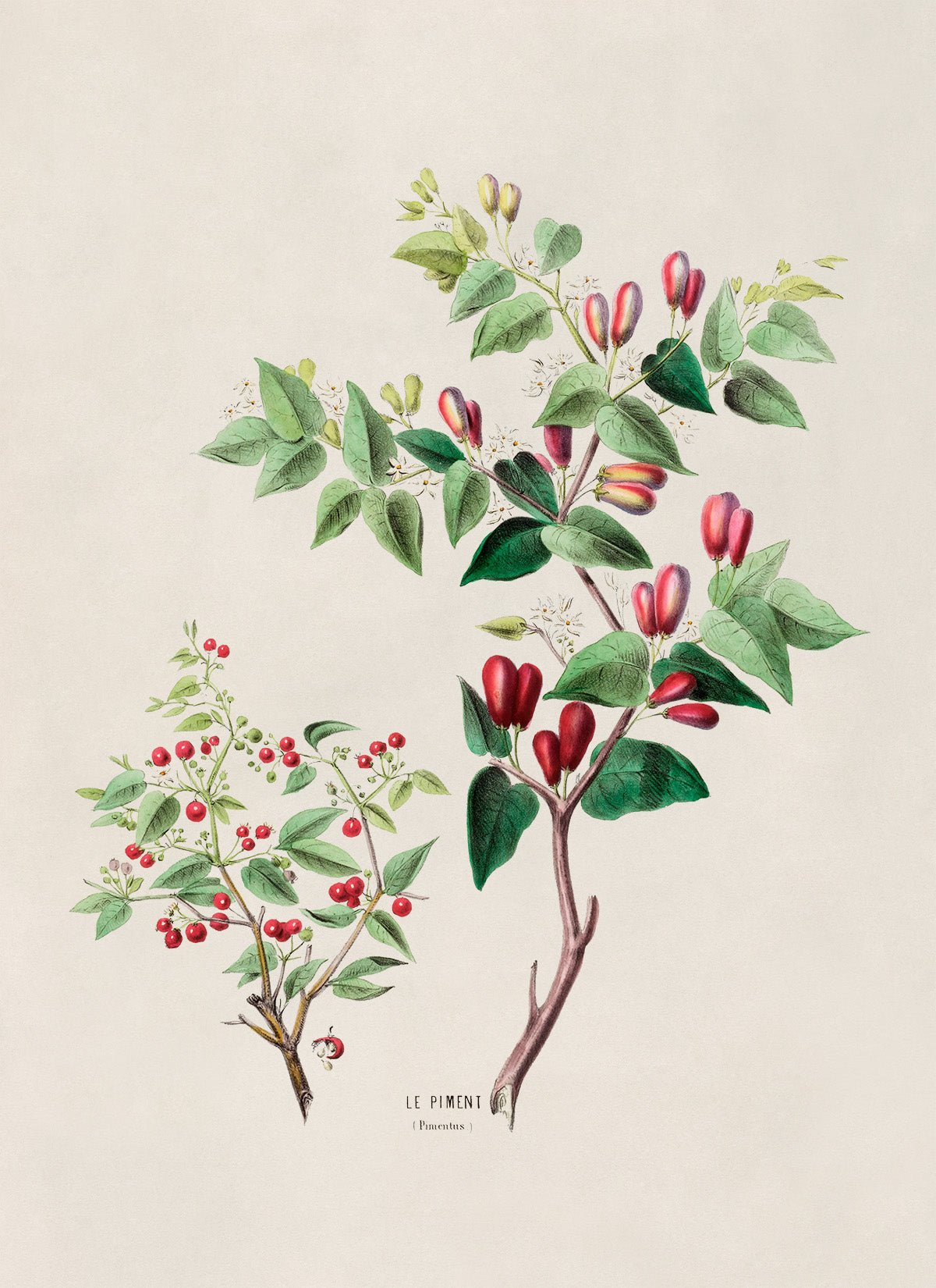 Pimento Pepper Plant Botanical Illustration Print, FDA37