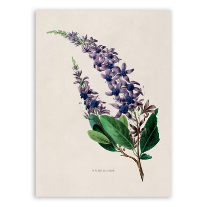 Queens Wreath Flower Plant Botanical Illustration Print, FDA38