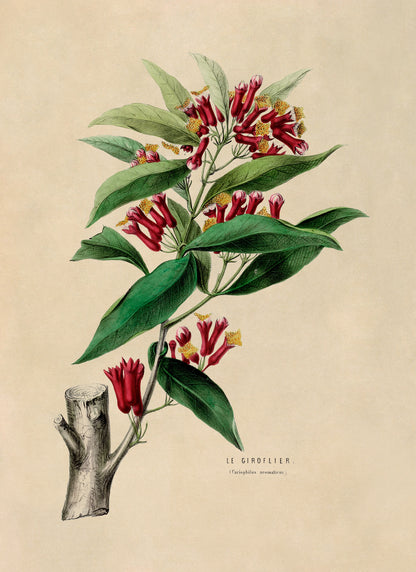 Clove Plant Botanical Illustration Print, FDA39