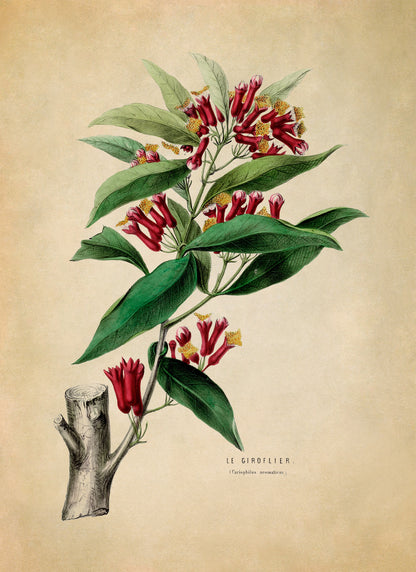 Clove Plant Botanical Illustration Print, FDA39