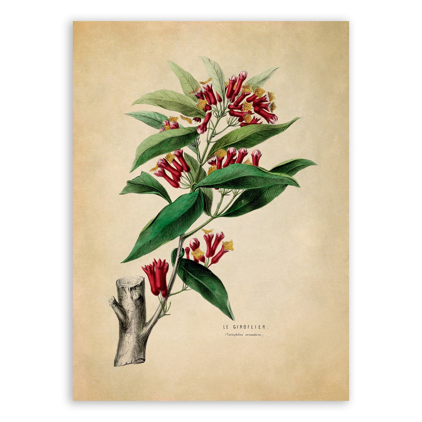 Clove Plant Botanical Illustration Print, FDA39