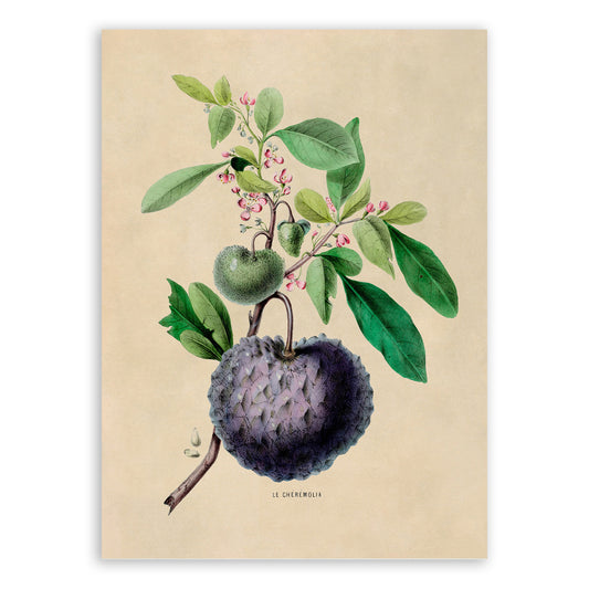 Cherimoya Plant Botanical Illustration Print, FDA40