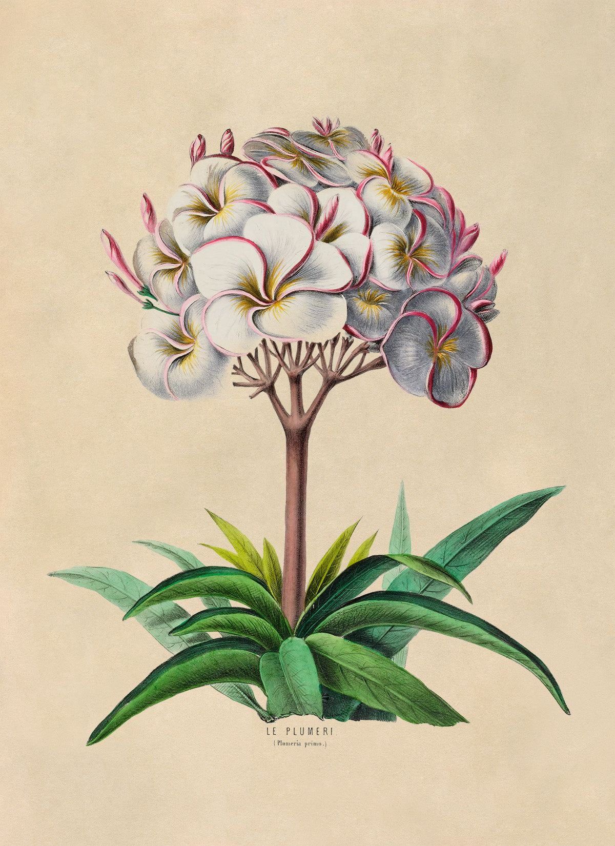 Plumeria Plant Botanical Illustration Print, FDA41