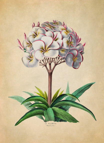 Plumeria Plant Botanical Illustration Print, FDA41