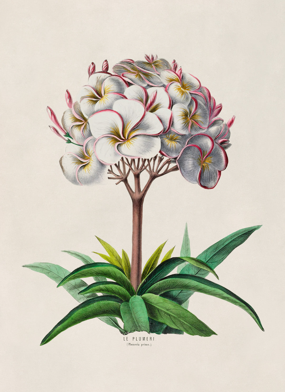 Plumeria Plant Botanical Illustration Print, FDA41